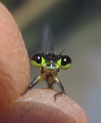Agriocnemis victoria