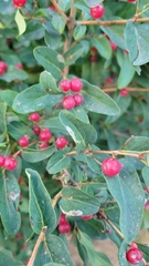 Shepherdia canadensis