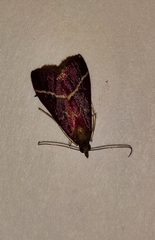 Pyrausta volupialis