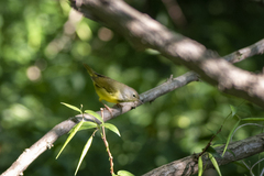 Geothlypis philadelphia