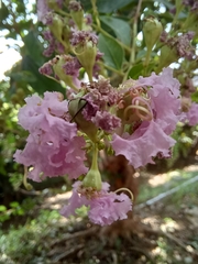 Lagerstroemia subcostata