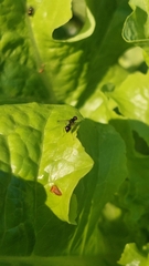 Parapalaeosepsis plebeia