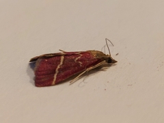 Pyrausta volupialis