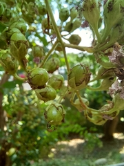 Lagerstroemia subcostata