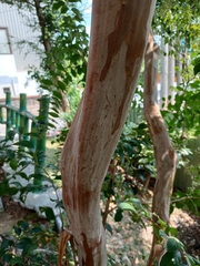 Lagerstroemia subcostata