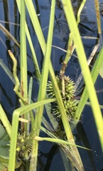Sparganium eurycarpum
