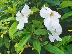 Thunbergia grandiflora