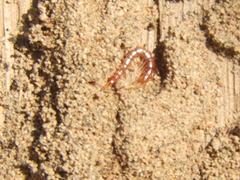 Lithobiomorpha