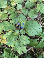 Caulophyllum thalictroides