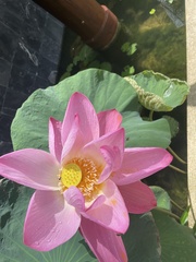 Nelumbo nucifera