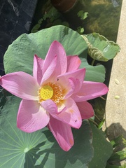Nelumbo nucifera
