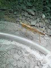 Neoconocephalus triops