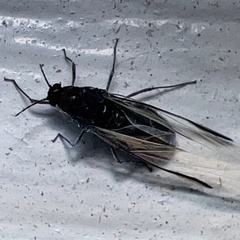 Aphididae