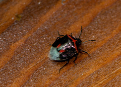 Cosmopepla lintneriana