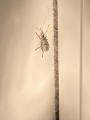 Cyrtepistomus castaneus