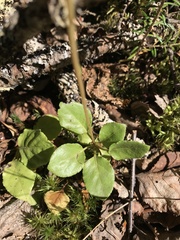 Orthilia secunda