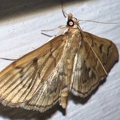 Herpetogramma
