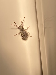 Cyrtepistomus castaneus
