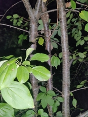 Rhamnus