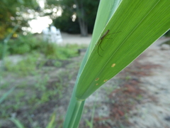 Tetragnatha extensa