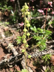 Orthilia secunda