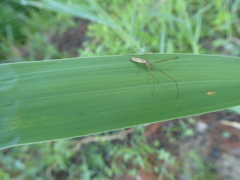 Tetragnatha extensa