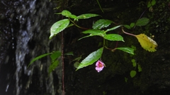Impatiens