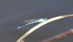 Enallagma boreale
