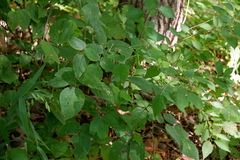 Desmodium canescens