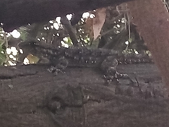 Tarentola mauritanica mauritanica