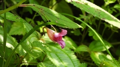 Impatiens