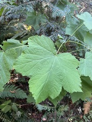 Rubus parviflorus