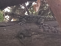 Tarentola mauritanica mauritanica