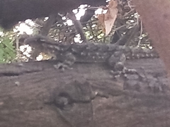 Tarentola mauritanica mauritanica