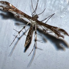 Oxyptilini