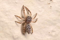 Platycryptus undatus