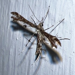 Oxyptilini