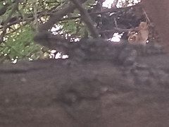 Tarentola mauritanica mauritanica