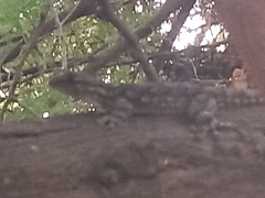 Tarentola mauritanica mauritanica