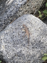 Sceloporus graciosus