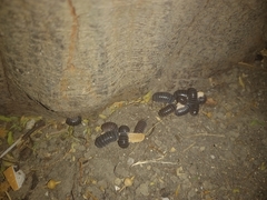 Armadillo officinalis