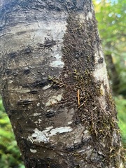 Frullania