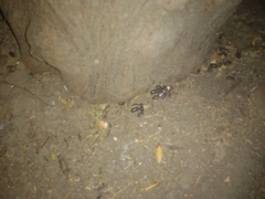 Armadillo officinalis