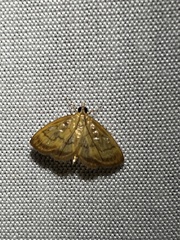 Crocidophora tuberculalis