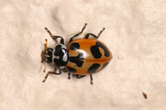 Hippodamia parenthesis