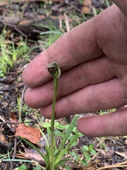 Pterostylis pedunculata