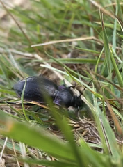 Carabus nemoralis
