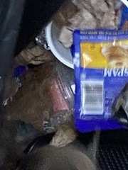 Rattus norvegicus