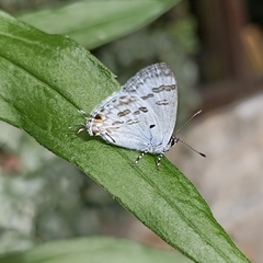 Hypolycaena kina