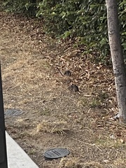 Rattus norvegicus